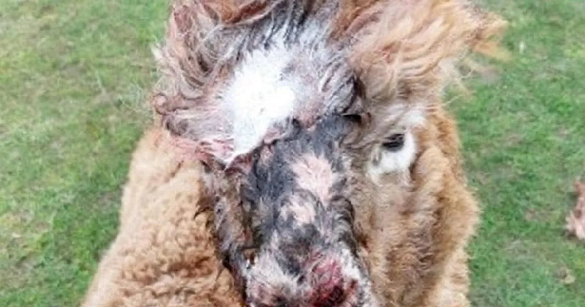 Four alpacas mauled to death on farm in Rottweiler attack | News UK