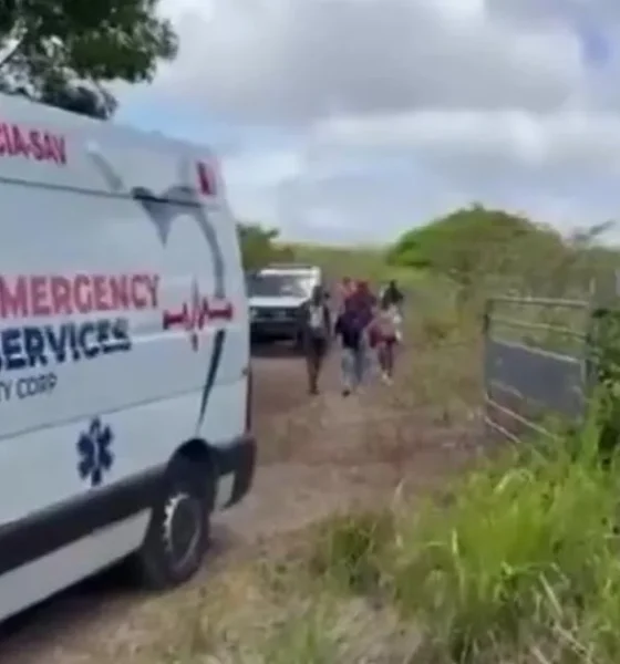 'Killer bee' attack leaves 150 people injured with 50 taken to hospital | News World