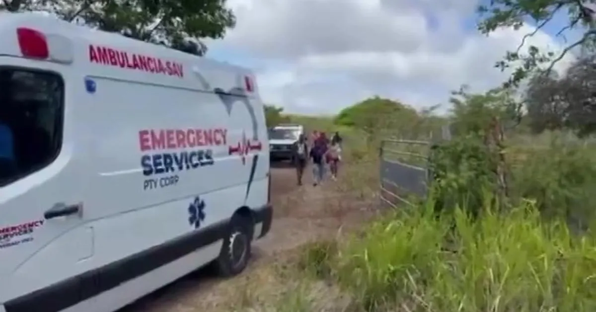 'Killer bee' attack leaves 150 people injured with 50 taken to hospital | News World