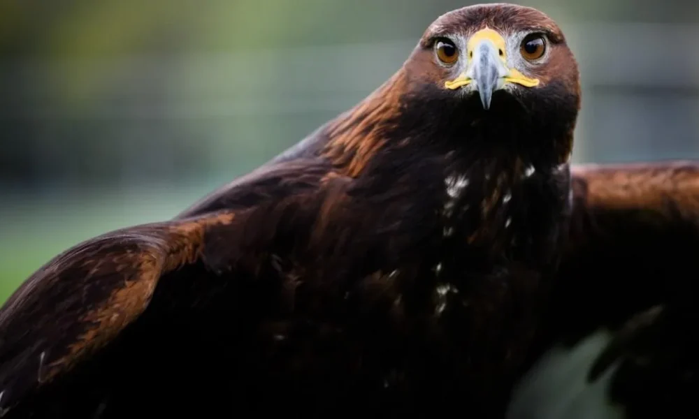 Golden eagles could be seen over England's skies again soon - here's how | News UK