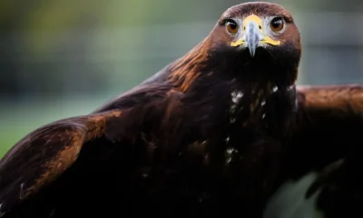 Golden eagles could be seen over England's skies again soon - here's how | News UK