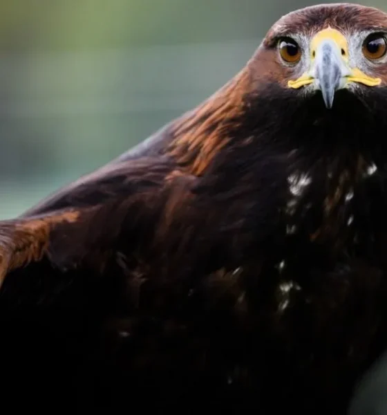 Golden eagles could be seen over England's skies again soon - here's how | News UK