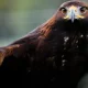 Golden eagles could be seen over England's skies again soon - here's how | News UK