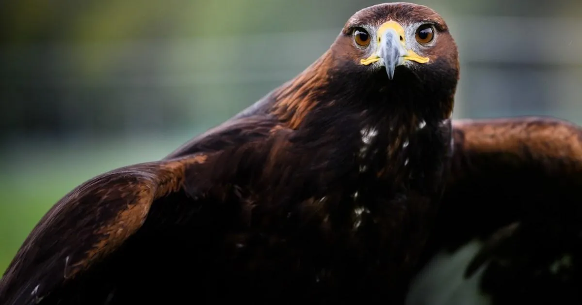 Golden eagles could be seen over England's skies again soon - here's how | News UK