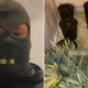 Footage shows 'Albanian crime gang raiding cannabis grow house' | News UK