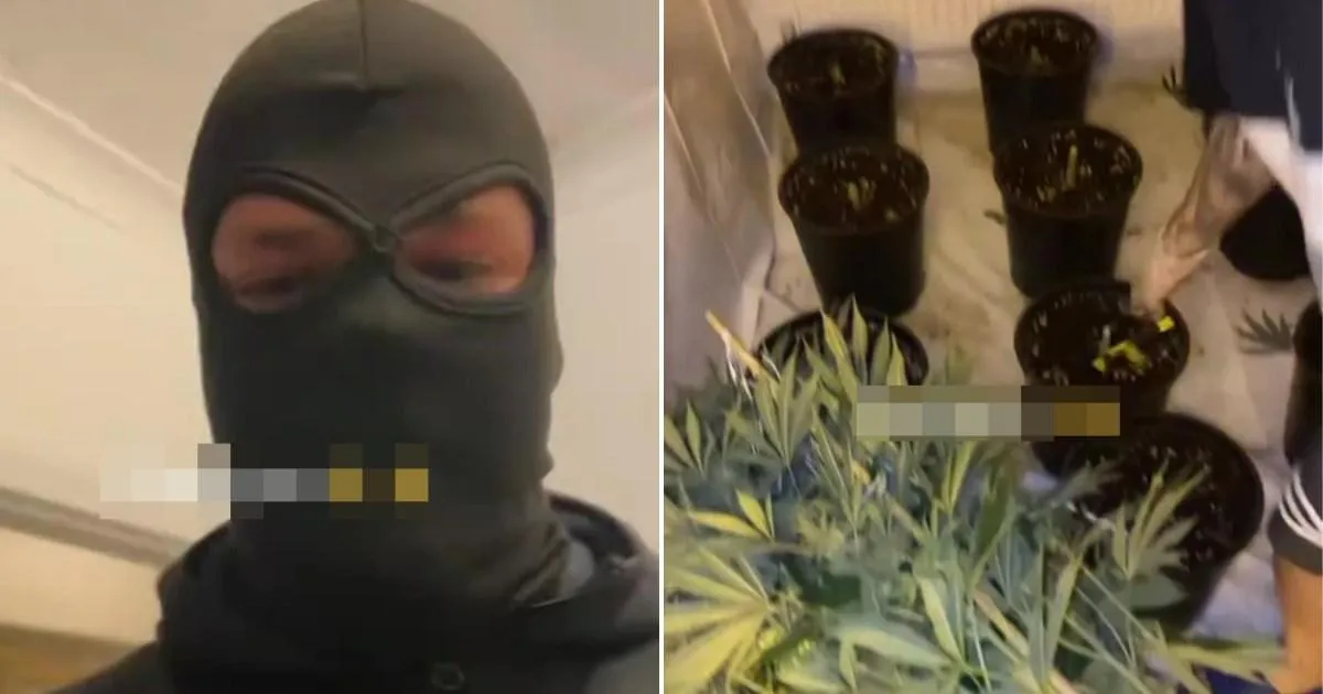 Footage shows 'Albanian crime gang raiding cannabis grow house' | News UK