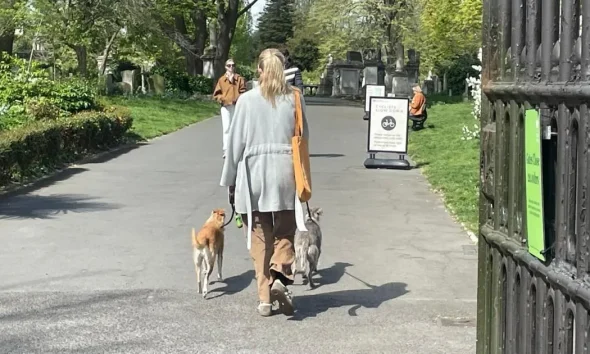 Manhunt launched after mysterious meat which made dogs unwell left in London park | News UK