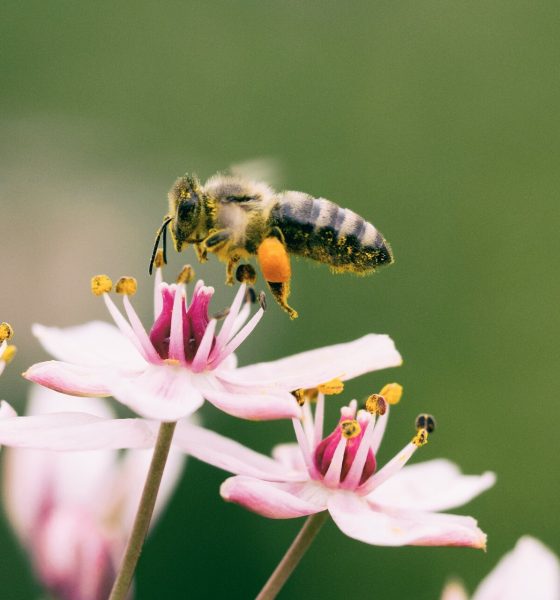 Bright idea shines hope on struggling pollinators
