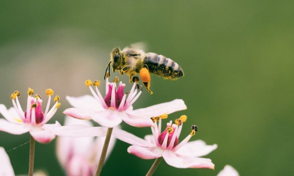 Bright idea shines hope on struggling pollinators