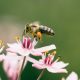 Bright idea shines hope on struggling pollinators