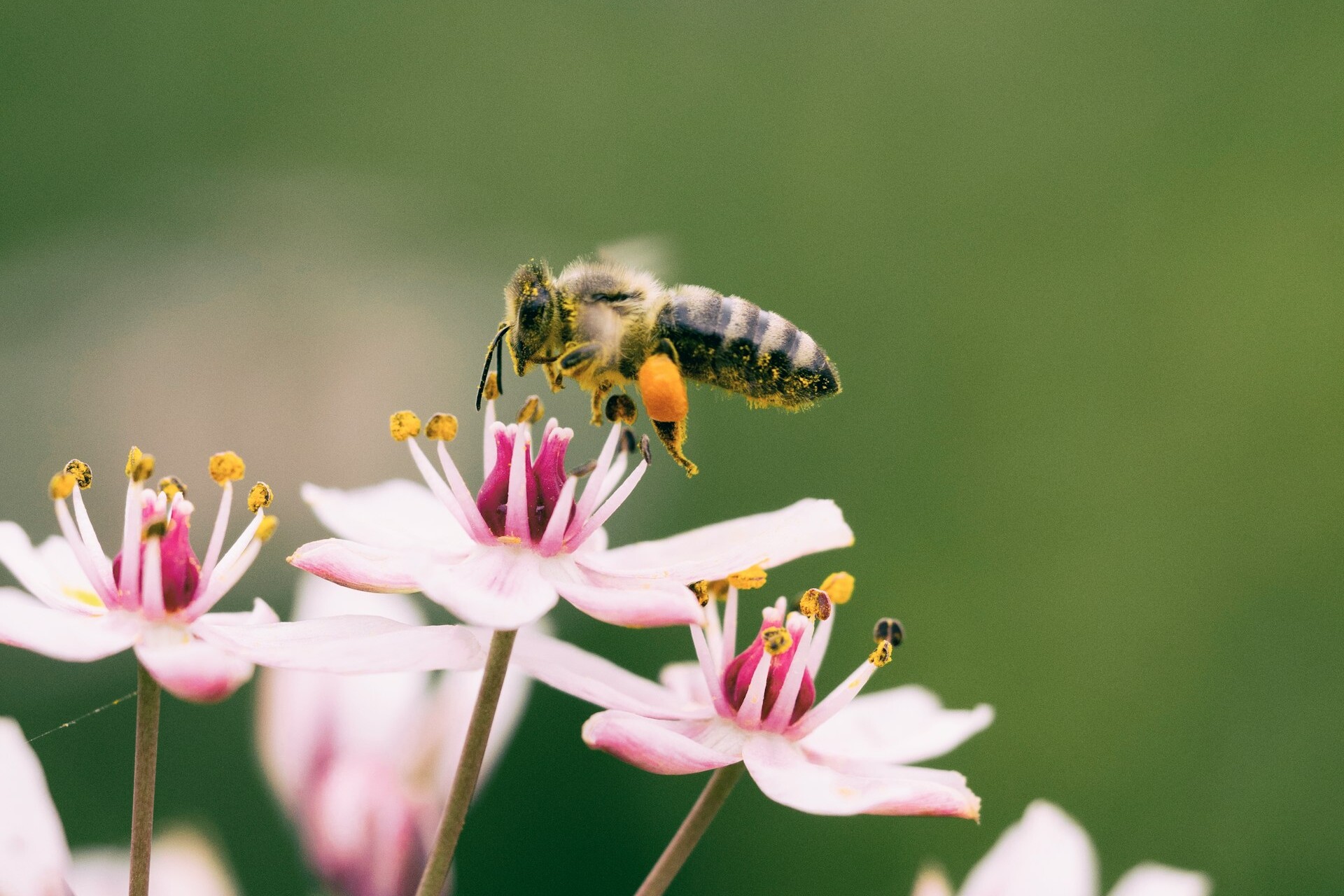 Bright idea shines hope on struggling pollinators