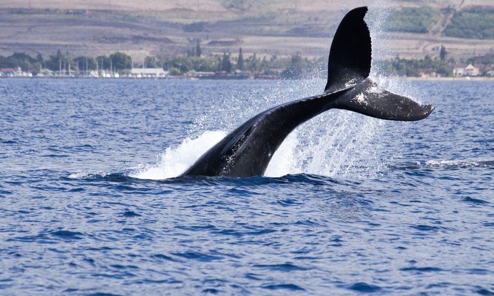 Just shy of 90 million XRP tokens moved to crypto exchange Coinbase