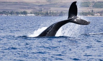 Just shy of 90 million XRP tokens moved to crypto exchange Coinbase