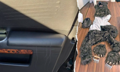 Bear costume scheme nets convictions in California insurance fraud case