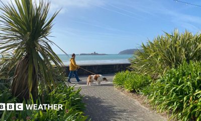 photo looking out to sea but with some greenery in the foreground and a person walking their dog.  A headland in the distance