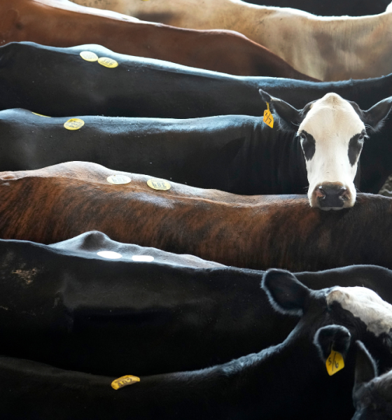 DOJ reportedly pursues criminal antitrust probe of beef meatpackers