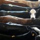 DOJ reportedly pursues criminal antitrust probe of beef meatpackers