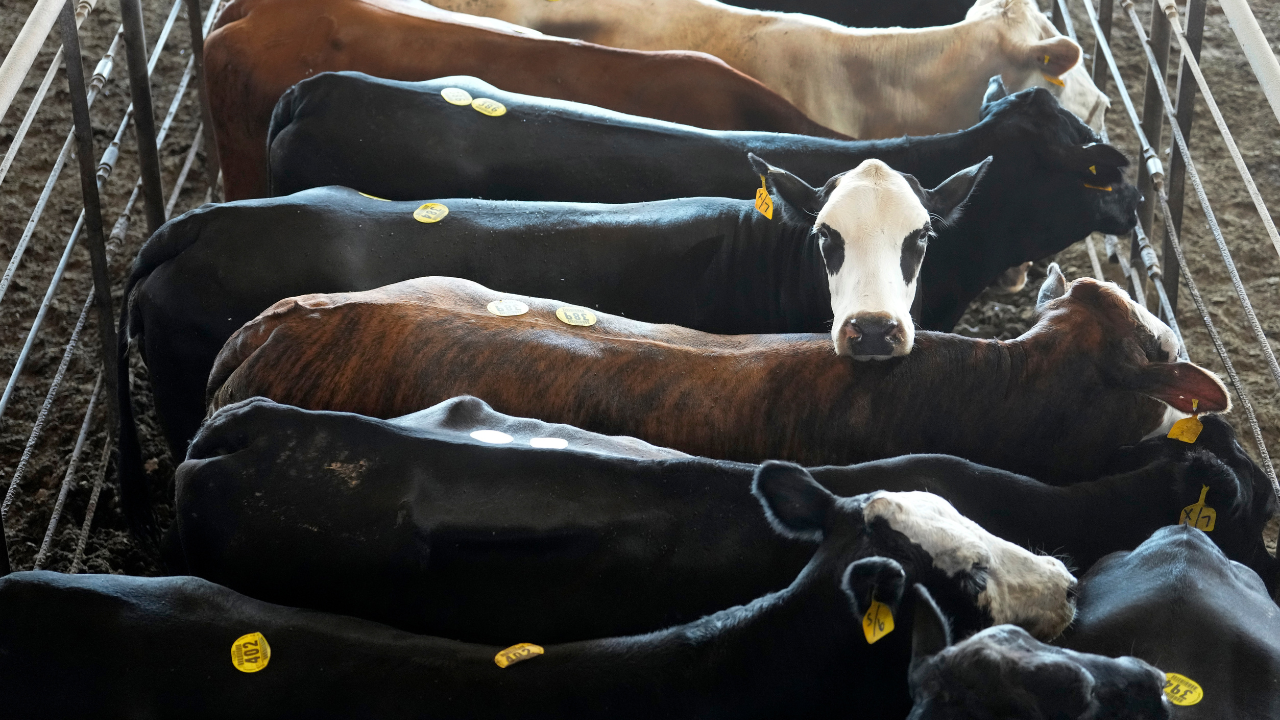 DOJ reportedly pursues criminal antitrust probe of beef meatpackers