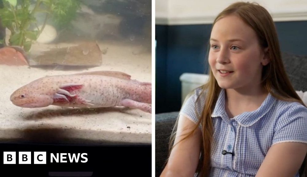 Girl describes finding rare Mexican axolotl in Wales