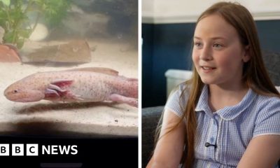 Girl describes finding rare Mexican axolotl in Wales