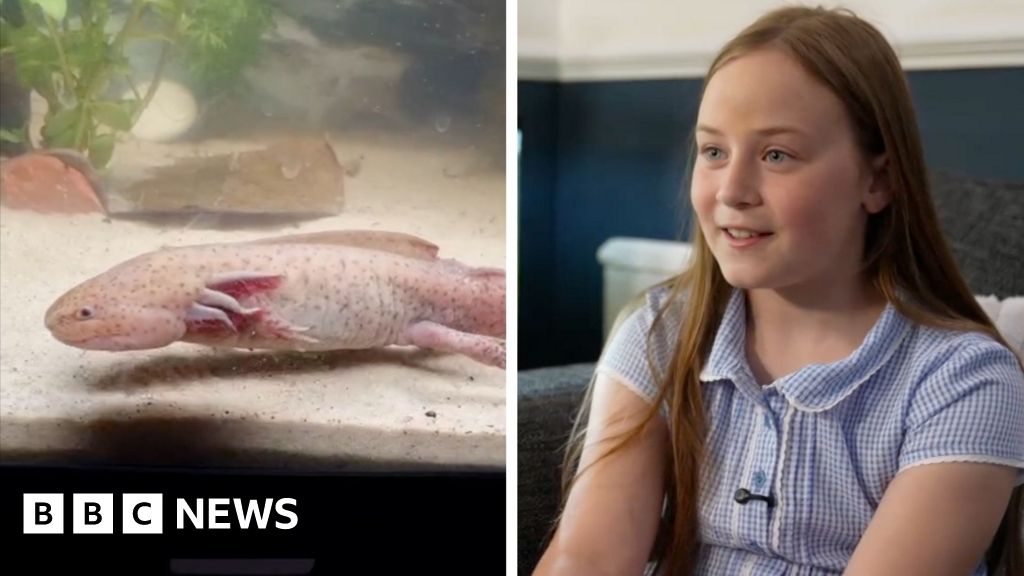 Girl describes finding rare Mexican axolotl in Wales