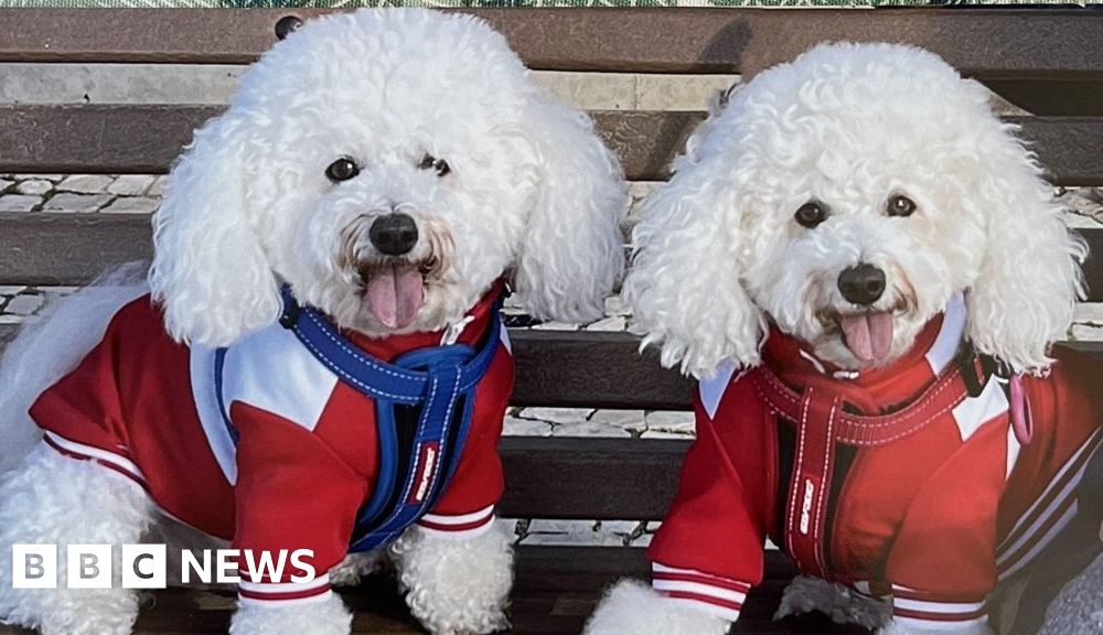 Pet owners hit with steep bills after EU passport rule change