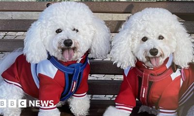 Pet owners hit with steep bills after EU passport rule change