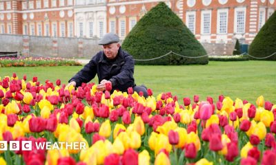 Man kneels to tend to a sea of yellow and red tulips in front of Hampton Court Palace