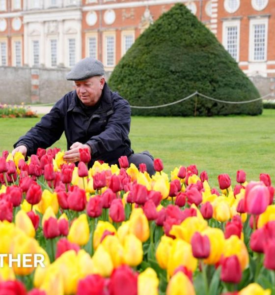 Man kneels to tend to a sea of yellow and red tulips in front of Hampton Court Palace