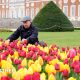 Man kneels to tend to a sea of yellow and red tulips in front of Hampton Court Palace