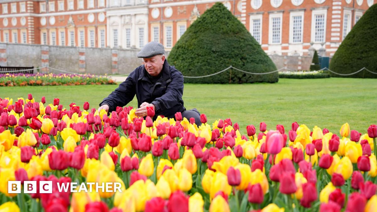 Man kneels to tend to a sea of yellow and red tulips in front of Hampton Court Palace