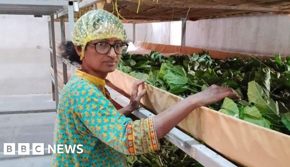 From scientist to silk farmer: India's silk industry renewal