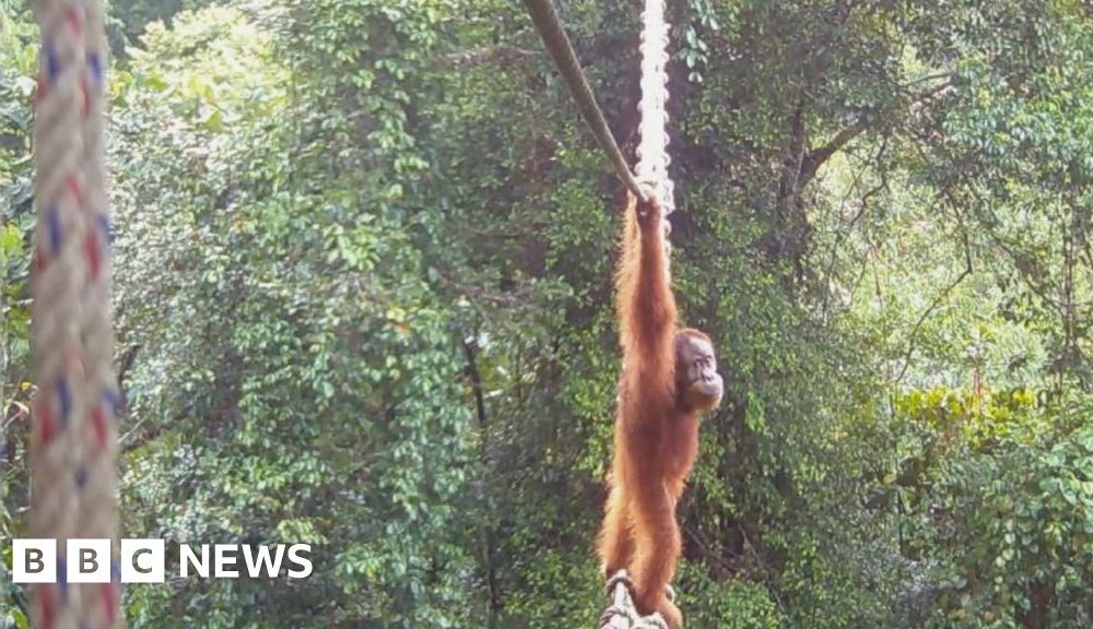How one orangutan braved new bridge to unite his split community