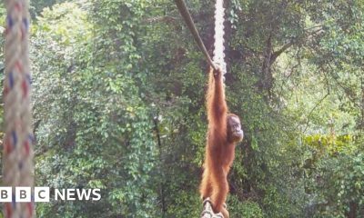 How one orangutan braved new bridge to unite his split community