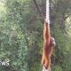 How one orangutan braved new bridge to unite his split community