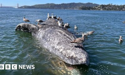 Why do gray whales keep dying in San Francisco's waters?