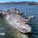 Why do gray whales keep dying in San Francisco's waters?