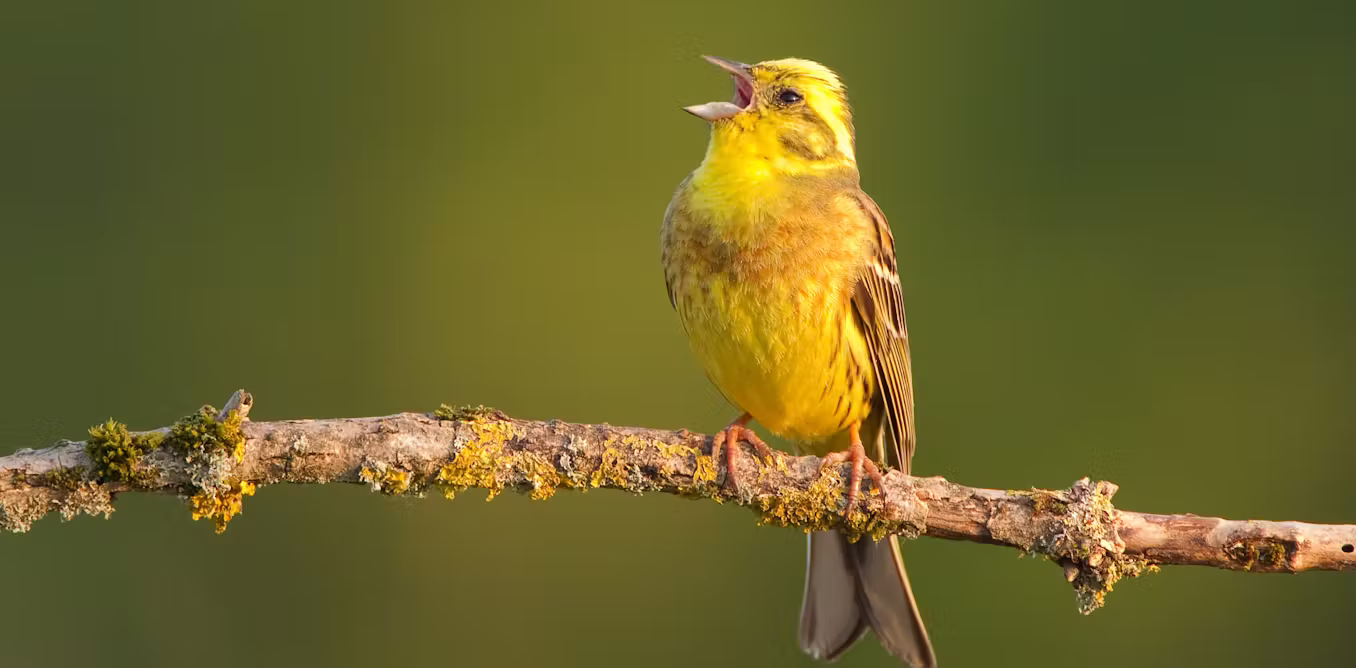 Do birds have accents? The fascinating regional differences in birdsong