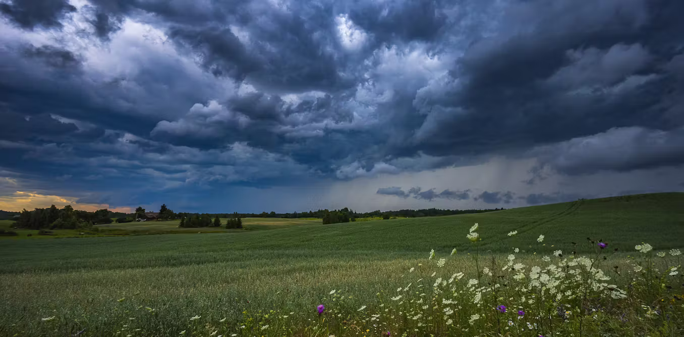 How hidden soil fungi ‘steal’ bacterial DNA to control the rain