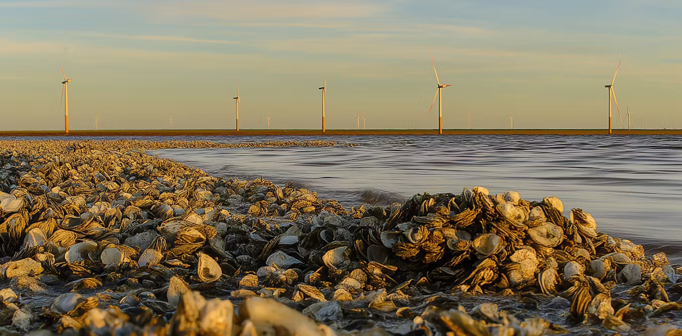 how oyster waste can recapture rare earth elements