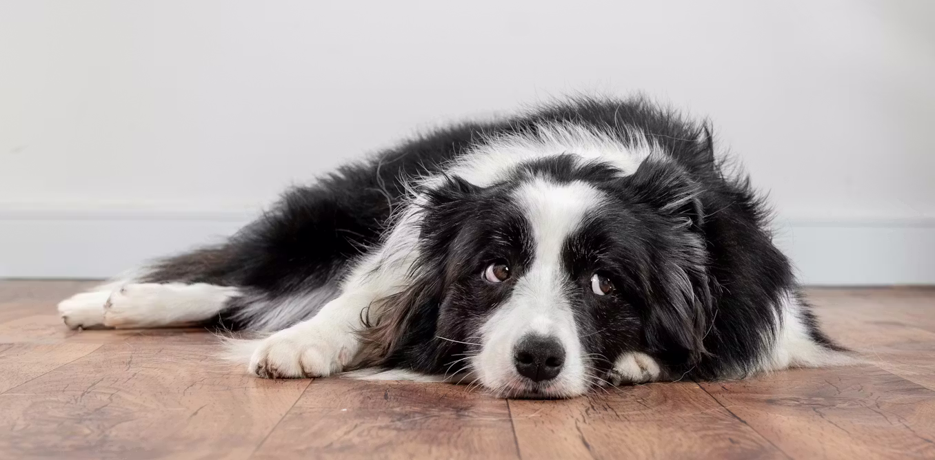 How to tell if your dog is in pain (and what to do if they are)