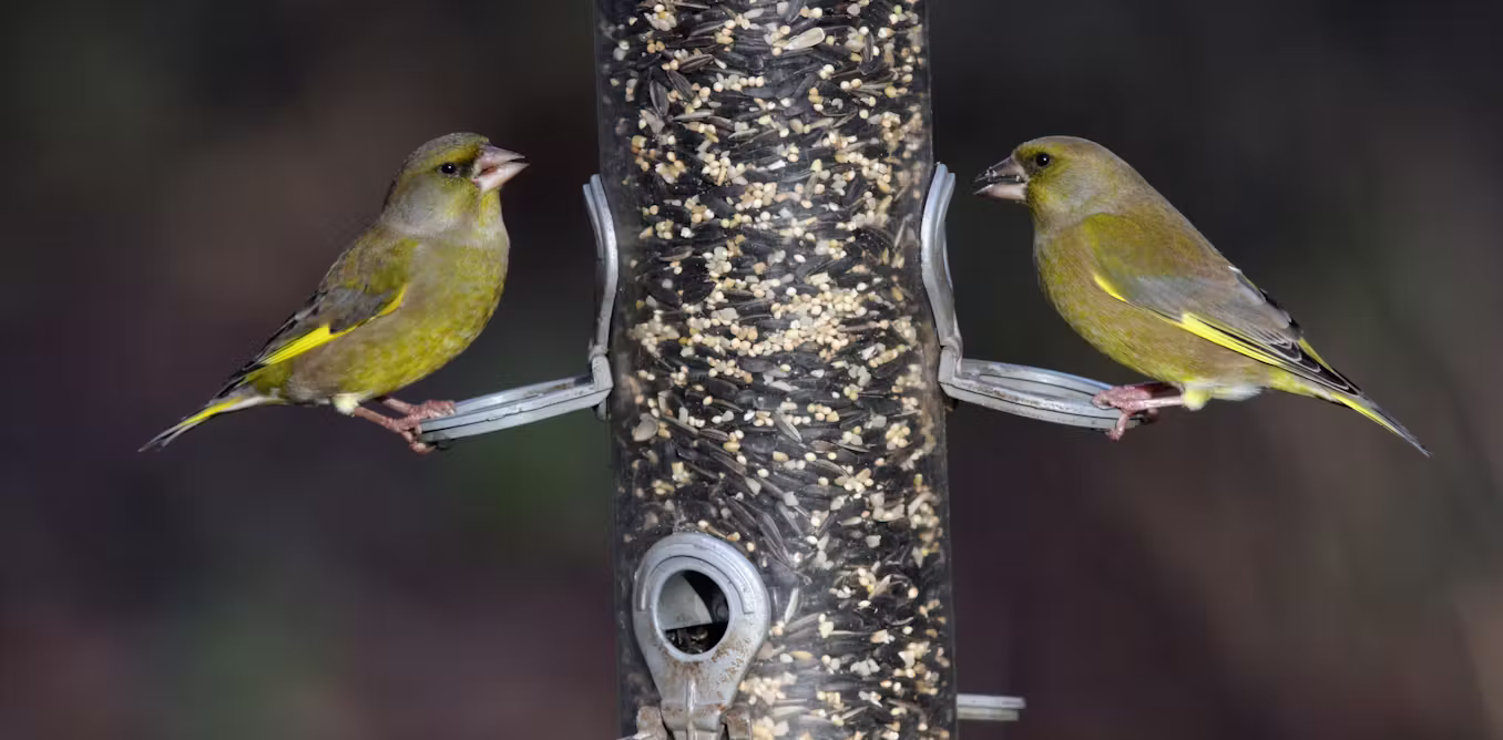 How to feed your garden birds without spreading disease