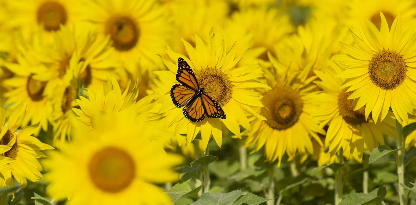 Eight wonders of the world