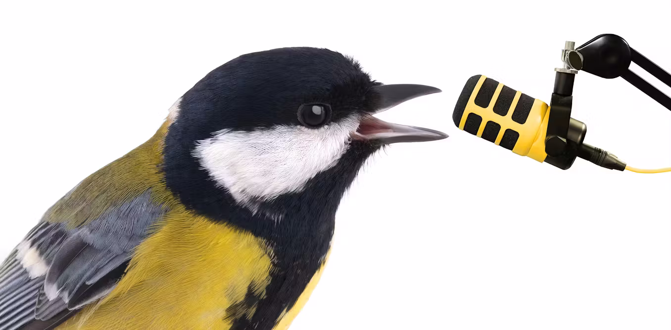 a composer on the musical styles of birdsong