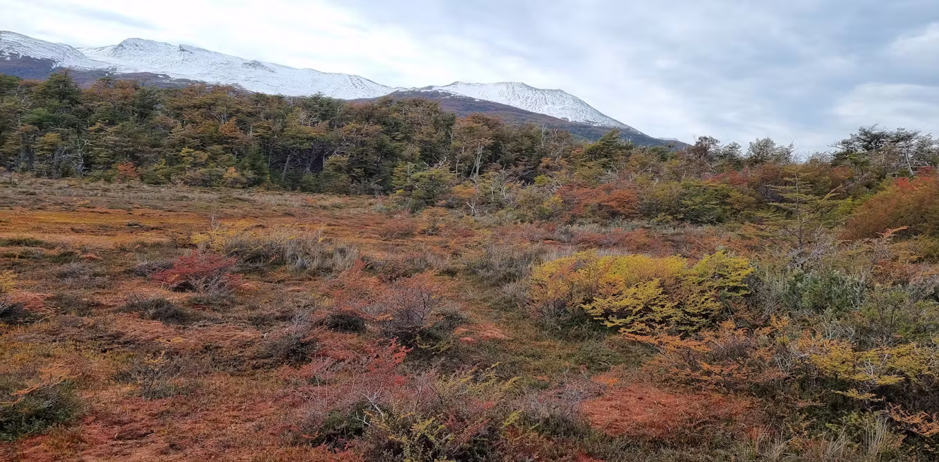 Peatlands are vital for tackling climate change, yet scientists still haven’t found them all
