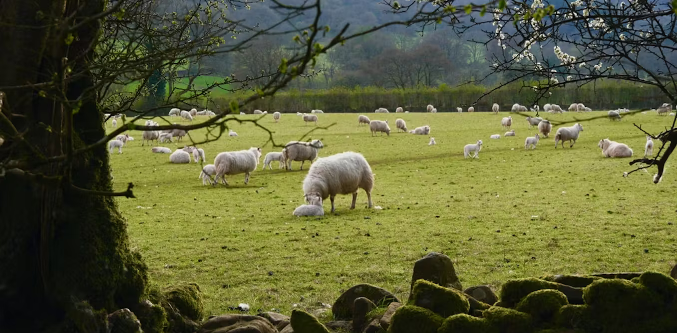 what Greens and Reform are promising they would change after election