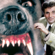 Columbo And Cujo Have The Same Origin Story