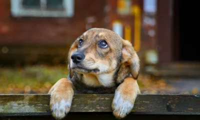 Goldman Sachs BDC: Deepest Discount Still Doesn't Justify A Buy (NYSE:GSBD)