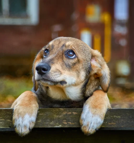 Goldman Sachs BDC: Deepest Discount Still Doesn't Justify A Buy (NYSE:GSBD)