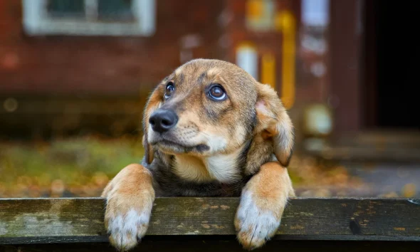 Goldman Sachs BDC: Deepest Discount Still Doesn't Justify A Buy (NYSE:GSBD)